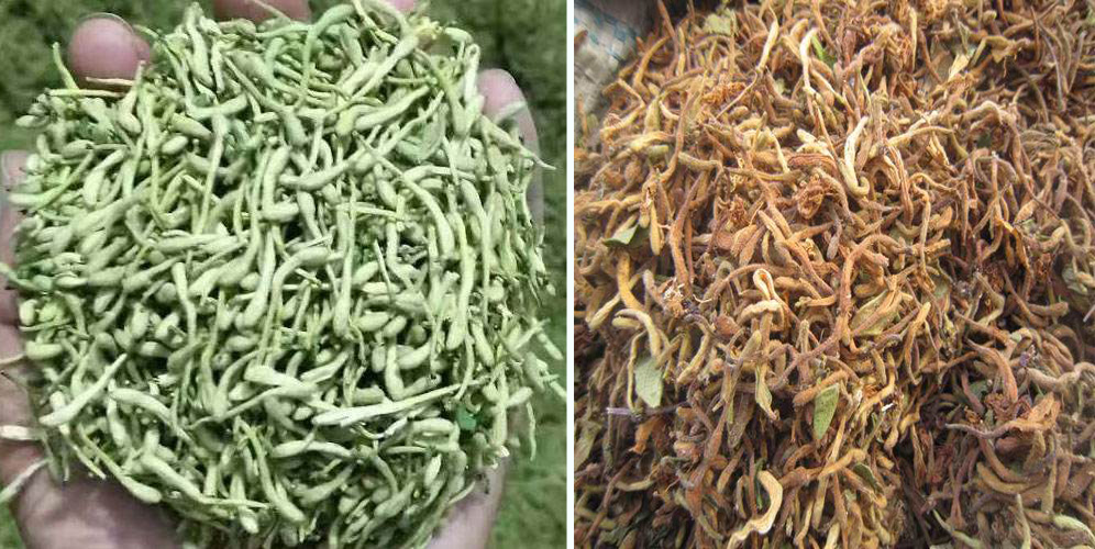 烘干金銀花畝產(chǎn)利潤多少？專業(yè)廠家詳解真實(shí)利潤